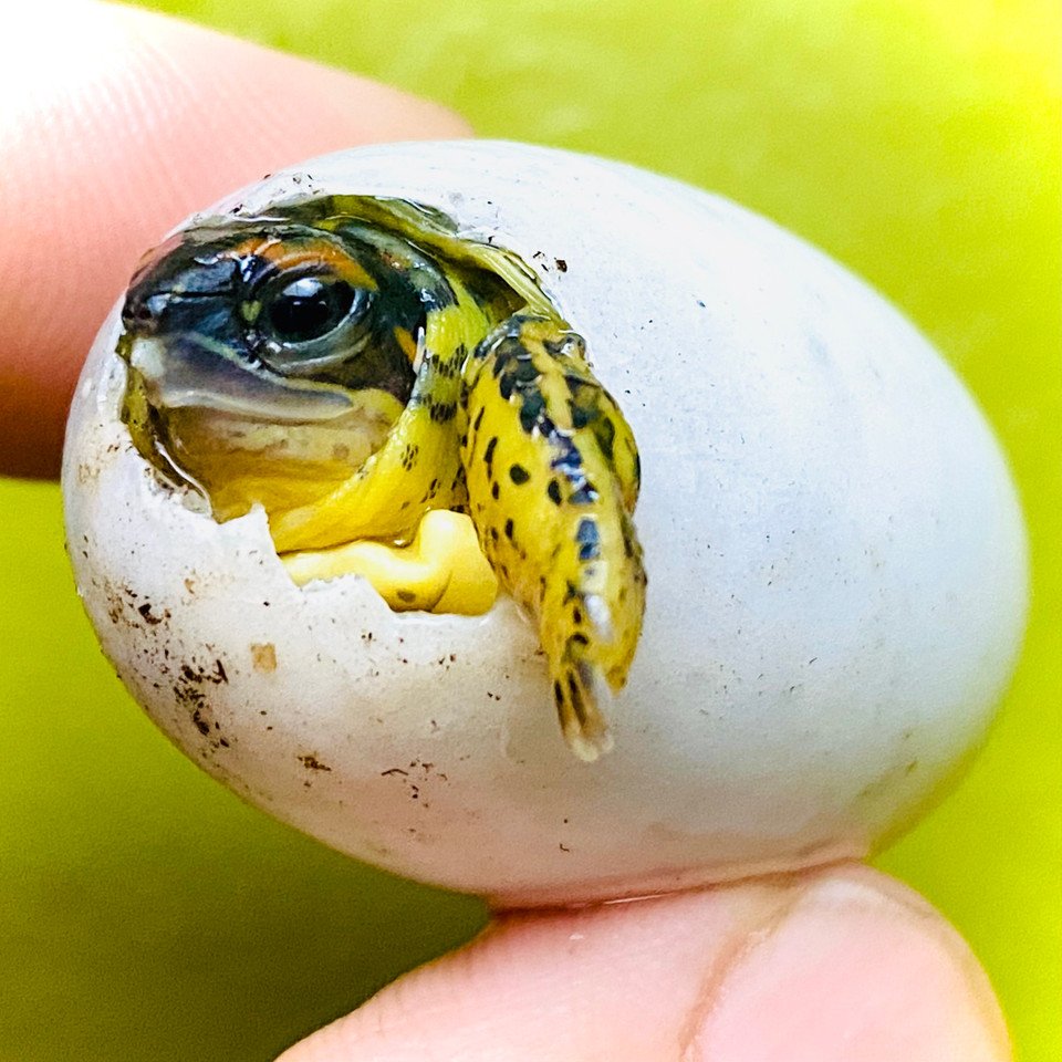 Furrowed Wood Turtle