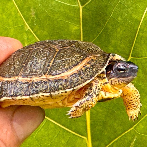 Furrowed Wood Turtle - Image 3