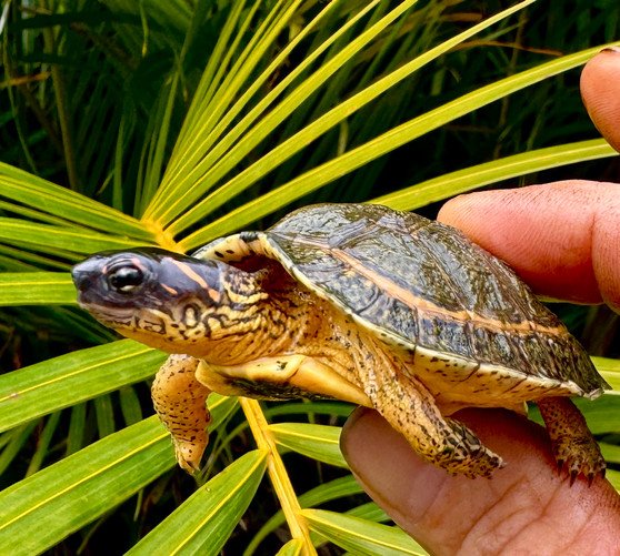 Furrowed Wood Turtle - Image 4