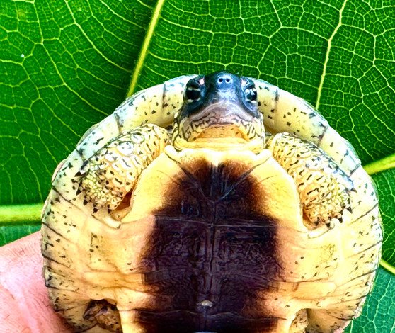 Furrowed Wood Turtle - Image 2
