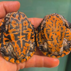 Geoffroys Side-Necked Turtle (Geoffranus)