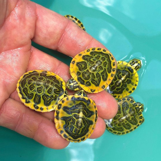 Golden Flame Florida Red Bellied Turtle- Garden Pond Sizes - Image 3