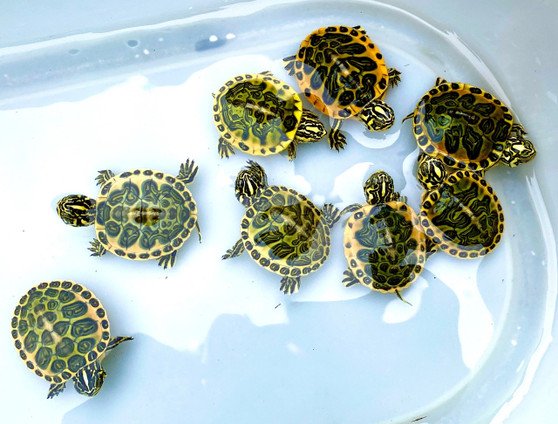 Golden Flame Florida Red Bellied Turtle- Garden Pond Sizes - Image 4