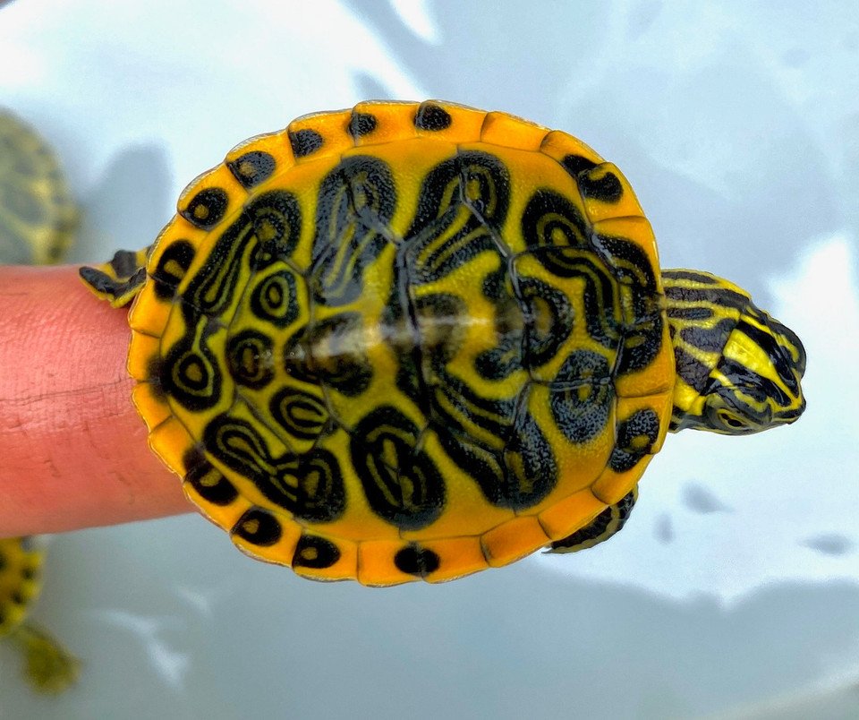 Golden Flame Florida Red Bellied Turtle- Garden Pond Sizes - Image 2