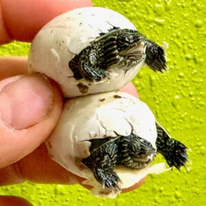 Golden Thread Turtle