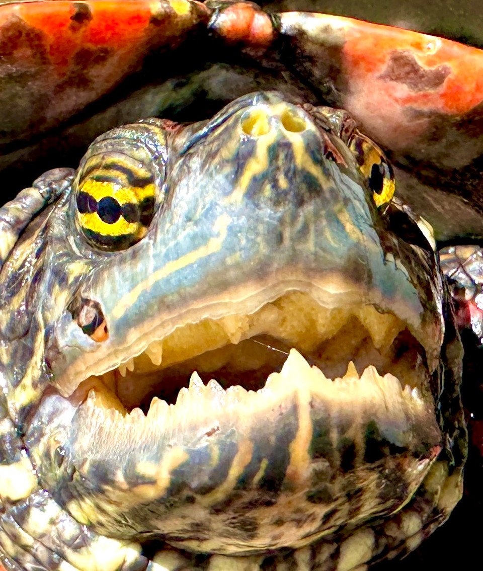 Rio Grande Cooter - Garden Pond Sizes - Image 2