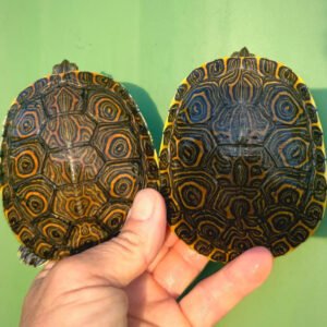 Guatemalan Ornate Slider - Garden Pond Sizes