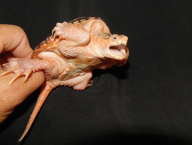 Hypo Melanistic Common Snapping Turtle - Image 4