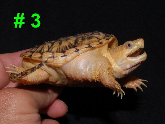 Hypo Melanistic Common Snapping Turtle - Image 3