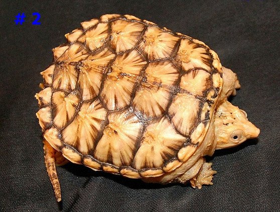 Hypo Melanistic Common Snapping Turtle - Image 2