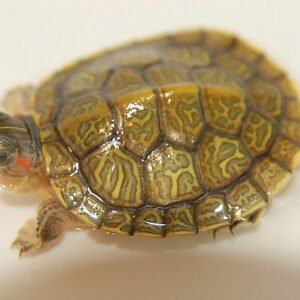 Hypo Translucent Albino Red Eared Slider