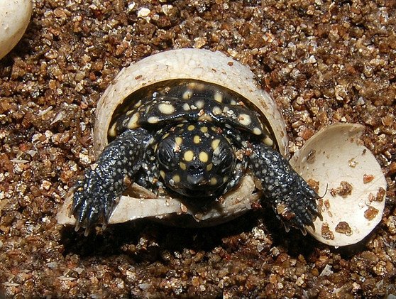 Indian Black Spotted Pond Turtle - Garden Pond Sizes - Image 3