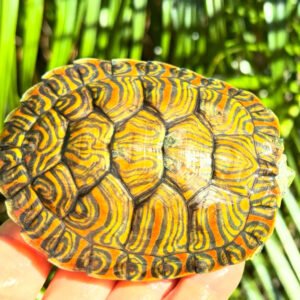 Hybrid Rio Grande Red Eared / Mexican Ornate - Garden Pond Sizes