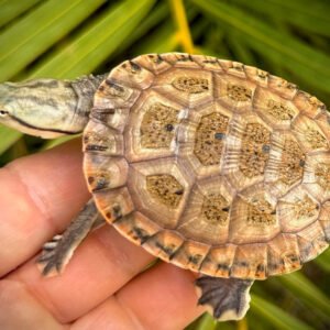 Hybrid Argentine-Geoffroys Side-Neck Turtles