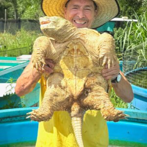 Hypo Melanistic Common Snapping Turtle