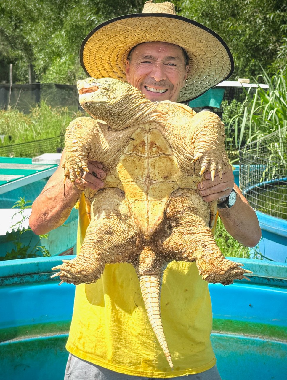 Hypo Melanistic Common Snapping Turtle