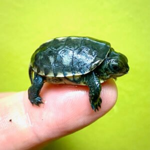 Coahuilan Box Turtle
