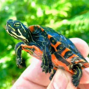Northern Red Bellied Turtle