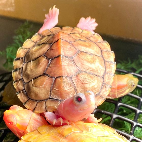 Caramel Pink Albino Red Eared Slider