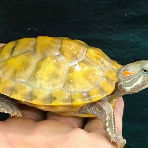 Ultra Albino Red Eared Slider