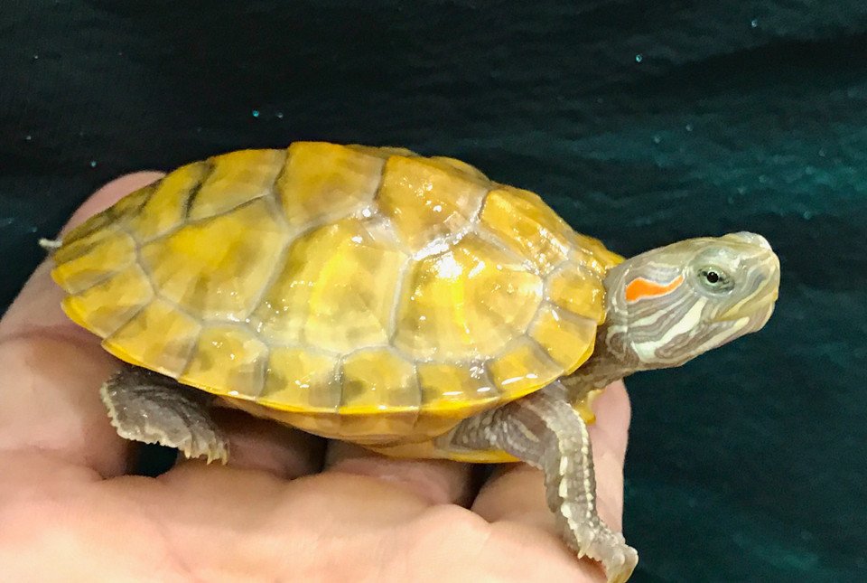 Ultra Albino Red Eared Slider