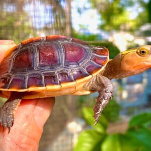 Chinese Golden Box Turtle