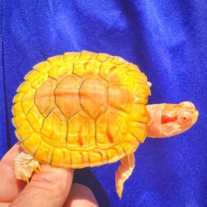Inferno Albino Red Eared Slider