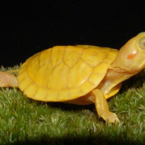 Lemon Yellow Albino Red Eared Slider - Garden Pond Sizes