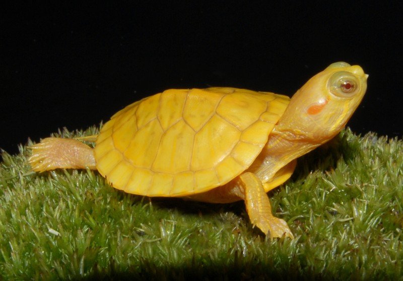 Lemon Yellow Albino Red Eared Slider - Garden Pond Sizes