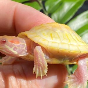 Lavender Paradox Albino Red Eared Slider
