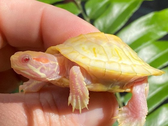 Lavender Paradox Albino Red Eared Slider