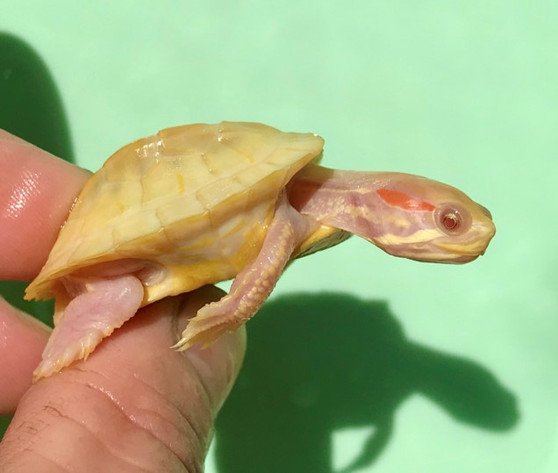 Lavender Paradox Albino Red Eared Slider - Image 3