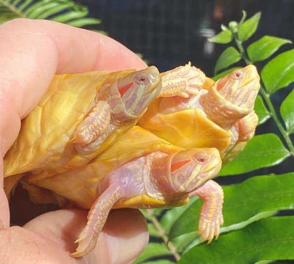 Lavender Paradox Albino Red Eared Slider - Image 2