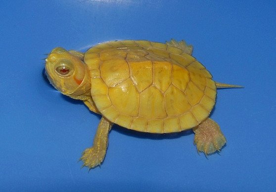 Lemon Yellow Albino Red Eared Slider - Garden Pond Sizes - Image 3