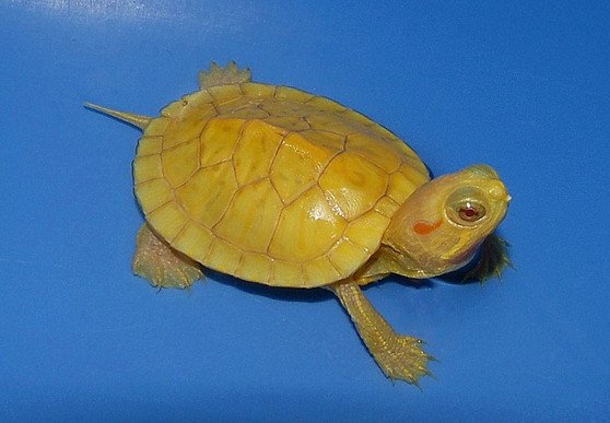 Lemon Yellow Albino Red Eared Slider - Garden Pond Sizes - Image 2