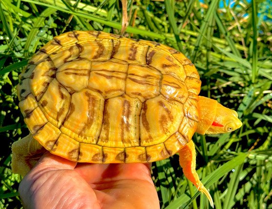 Lemon Yellow Albino Red Eared Slider - Garden Pond Sizes - Image 4