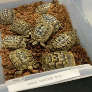 Leopard Tortoise Online