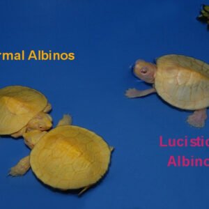 Leucistic Albino Red Eared Slider