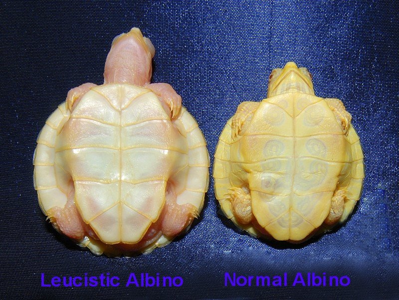Leucistic Albino Red Eared Slider - Image 2