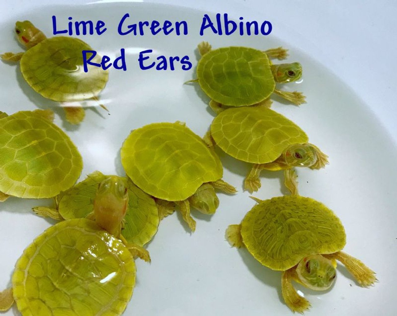 Lime Green Albino Red Eared Slider - Image 3