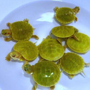 Lime Green Albino Red Eared Slider