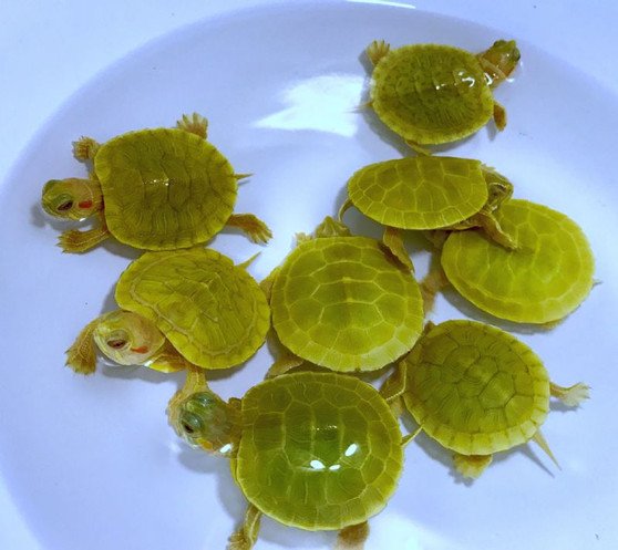 Lime Green Albino Red Eared Slider