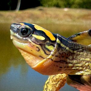 Buy Maracaibo Wood Turtle Online