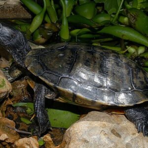 Melanistic Red Eared Slider - Garden Pond Sizes
