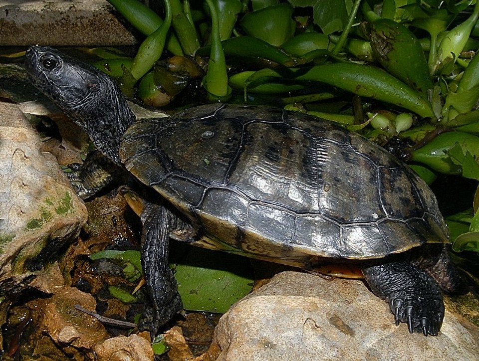 Melanistic Red Eared Slider - Garden Pond Sizes