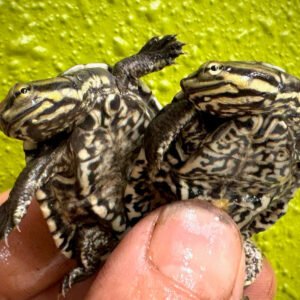 Melanistic- Geoffroys Side-Necked Turtle (Geoffranus)