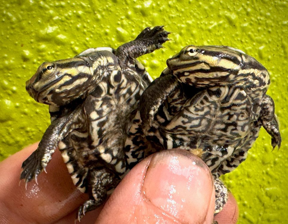 Melanistic- Geoffroys Side-Necked Turtle (Geoffranus)