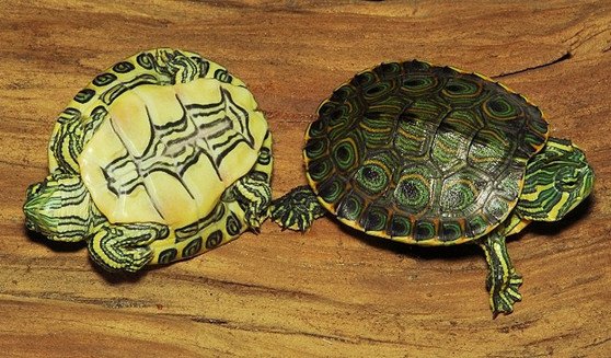 Mexican Ornate Slider - Garden Pond Sizes - Image 3