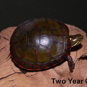 Midland Painted Turtle
