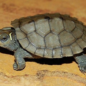 Mississippi Map Turtle